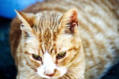 Close-up portrait of a cat