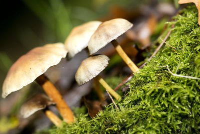 Close-up of mushrooms growing on field