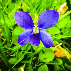 Close-up of purple flowers