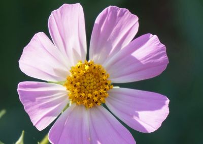 Close-up of pink flower