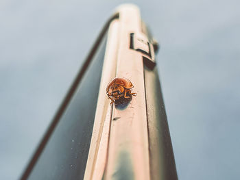 Close-up of insect on wood