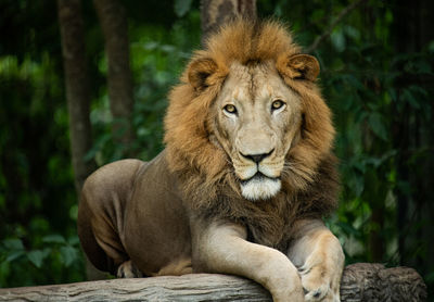 Lion resting in a forest