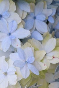 High angle view of purple hydrangea flowers