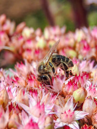 Close-up of bee on pink flower