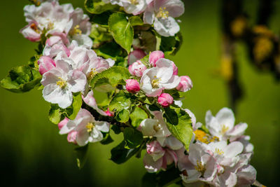 Close-up of pink flowers