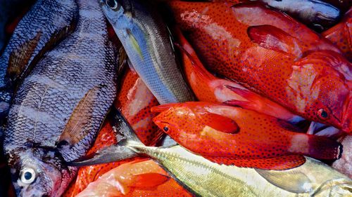 Close-up of fish for sale in market