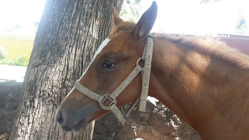 Close-up of horse against tree trunk