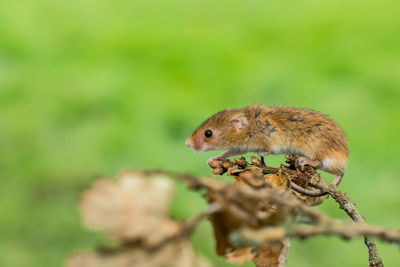 Close-up of harvest mouse on plant