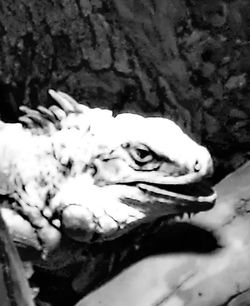 Close-up of turtle swimming in water