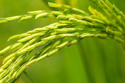 Close-up of fresh green plant