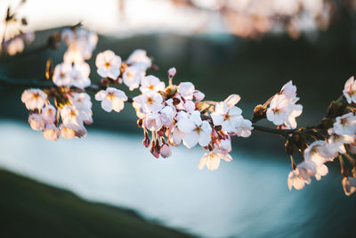 Close-up of cherry blossom