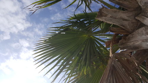 Low angle view of palm tree against sky