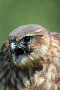 Close-up portrait of an animal