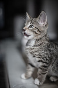 Cat looking away