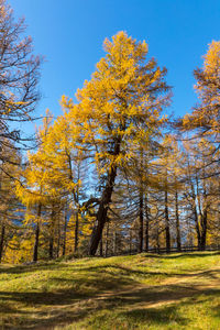 Scenic view of trees during autumn
