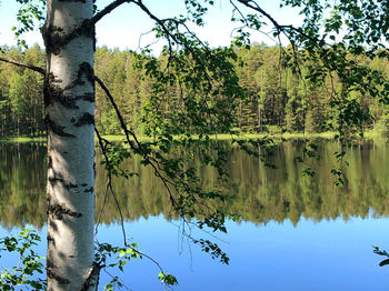Scenic view of lake in forest against sky