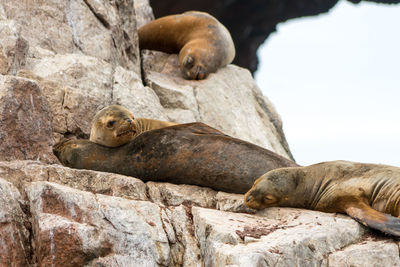 Low angle view of sea lions relaxing on rock formations