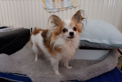 Portrait of a dog lying down on bed