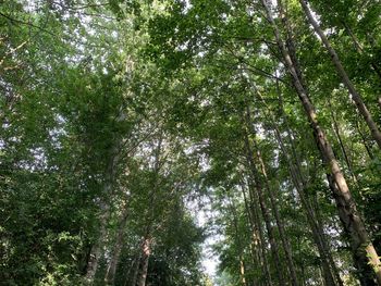 Low angle view of bamboo trees in forest