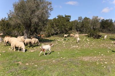 Sheep grazing on field