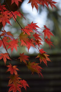 Close-up of maple leaves on tree during autumn