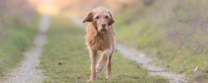 Portrait of dog standing on field