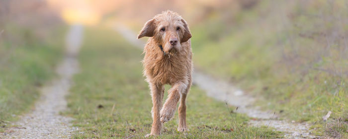 Portrait of dog standing on field