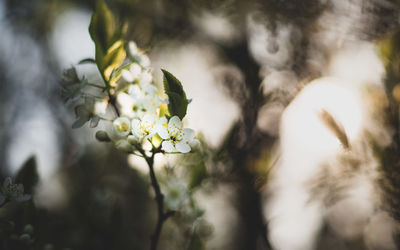 Close-up of white flowering plant