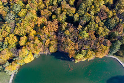 High angle view of trees by lake