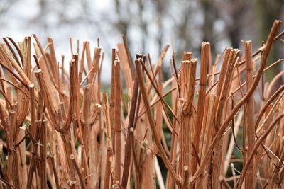 Close-up view of leaves