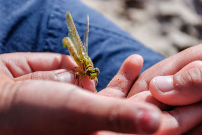 Close-up of hand holding dragonfly