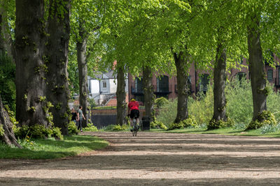 Rear view of man riding bicycle amidst trees on road