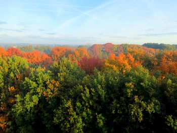 Trees and plants against sky