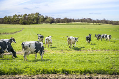 Cows on field