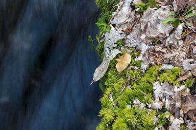 nature