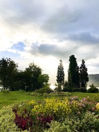 Scenic view of flowering trees on field against sky