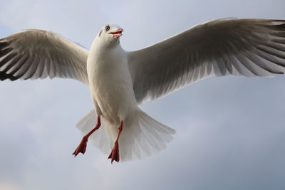 Low angle view of seagull flying