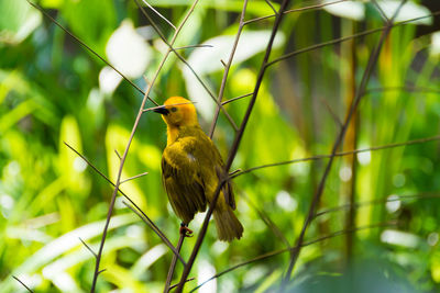 Close-up of bird perching on plant