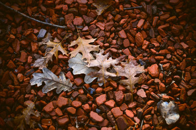 Full frame shot of leaves