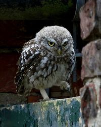 owl