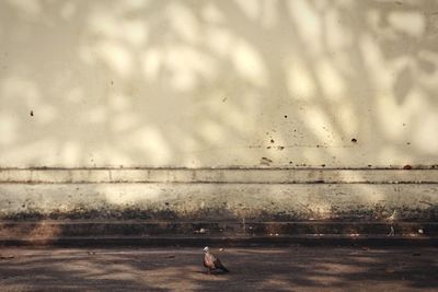 View of birds in water