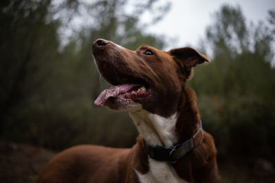 Dog with tongue out