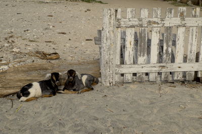 Dog relaxing on sand