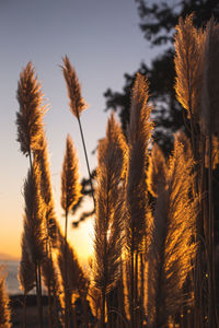 Close-up of stalks in field against sky at sunset