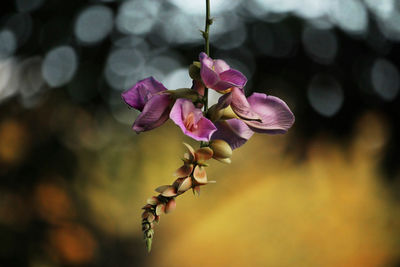 Close-up of purple flowers blooming outdoors