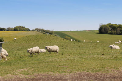 Sheep grazing in a field