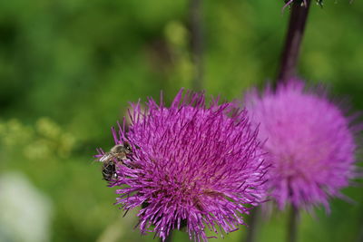 Close-up of honey bee pollinating on purple flower