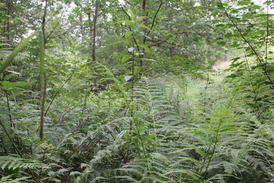 Trees growing in forest