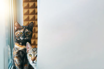 Portrait of cat sitting against wall