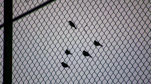 Full frame shot of chainlink fence